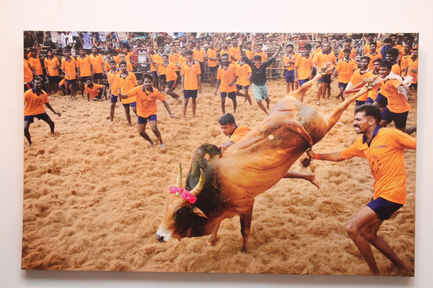 Jallikattu (Veera Vilayattu) Photo Exhibition
